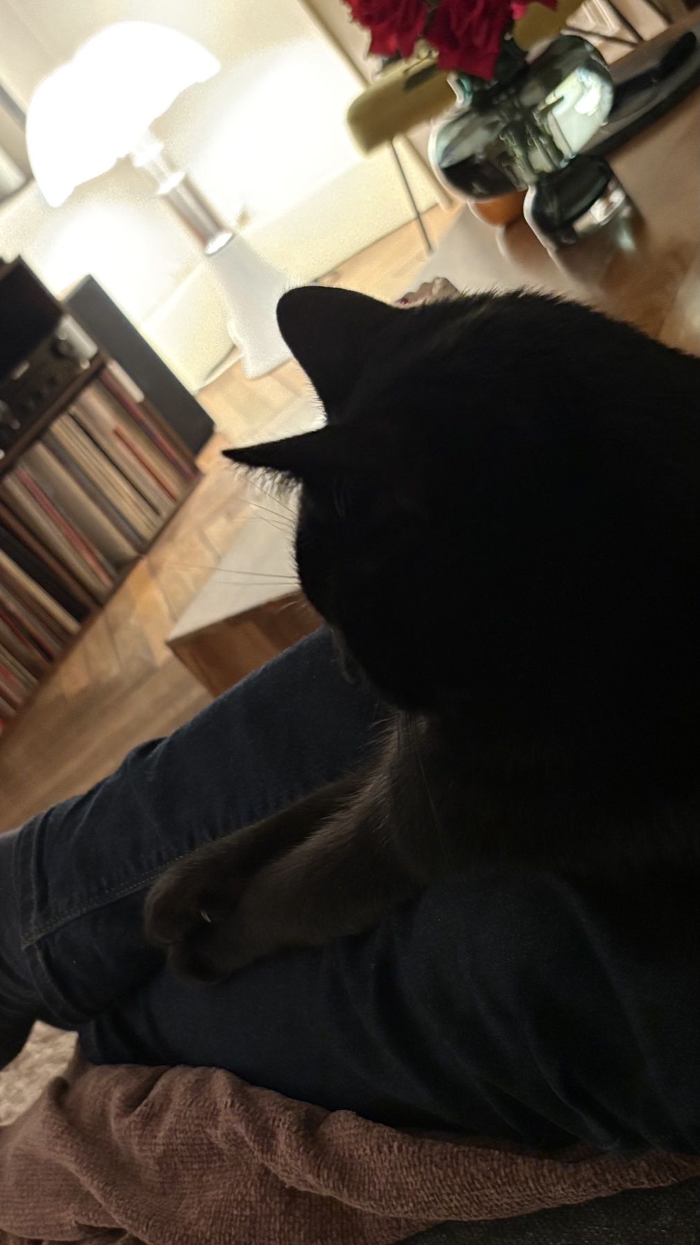 Basile, a black cat, at home beside a collection of records